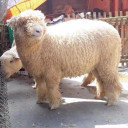 wedusgibas