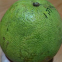 hokyahokya