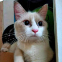 Taufik