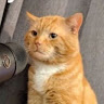 Mumble Cat