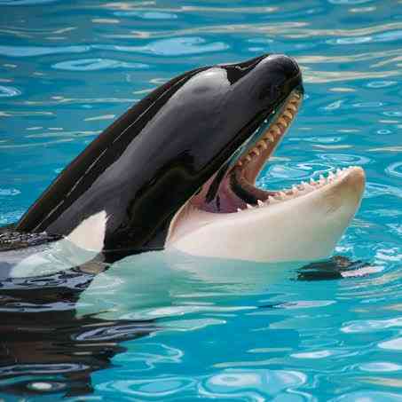 Orca.S Badminton